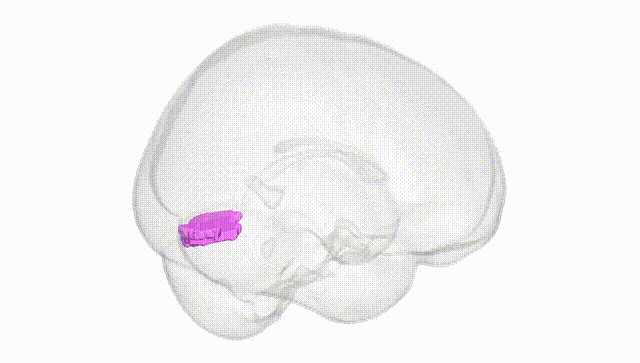 Full Brain White