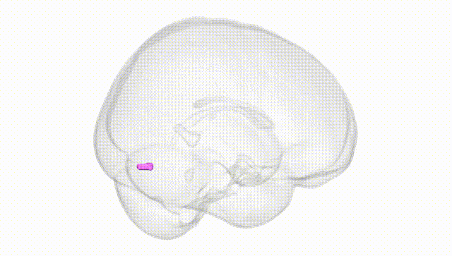 Full Brain White