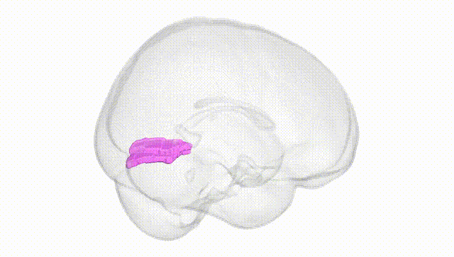 Full Brain White