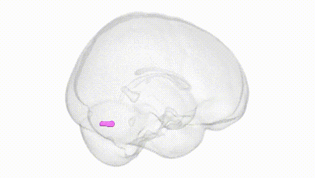 Full Brain White