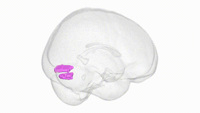 Full Brain White