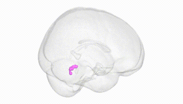 Full Brain White