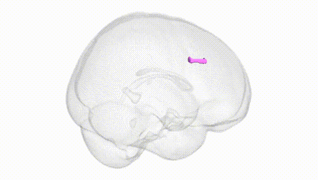 Full Brain White