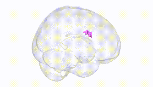 Full Brain White