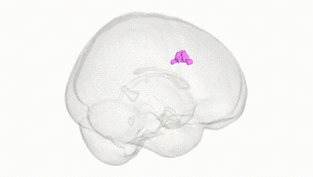 Full Brain White