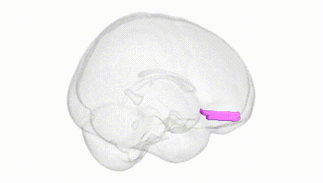 Full Brain White