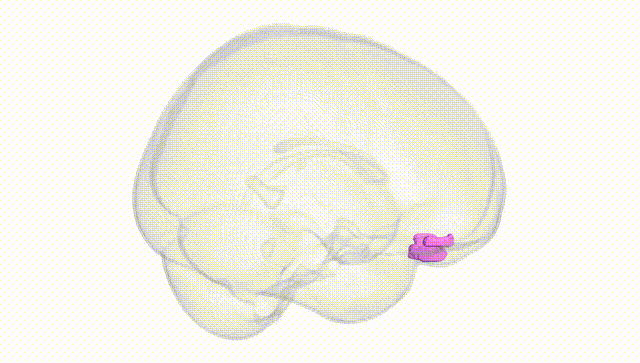 Full Brain White