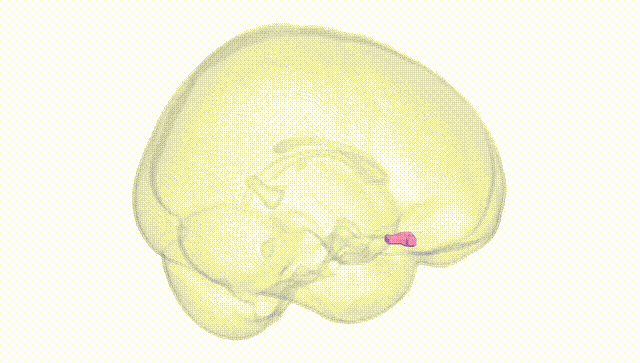 Full Brain White
