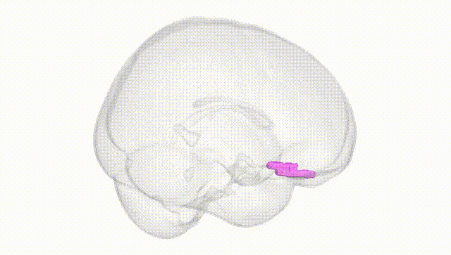 Full Brain White