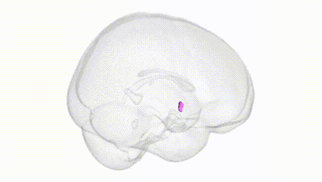 Full Brain White