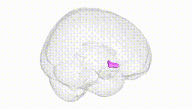 Full Brain White