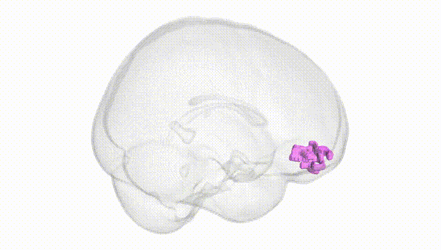 Full Brain White