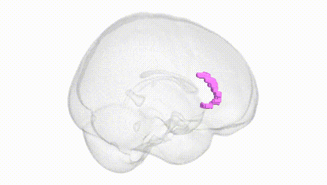 Full Brain White