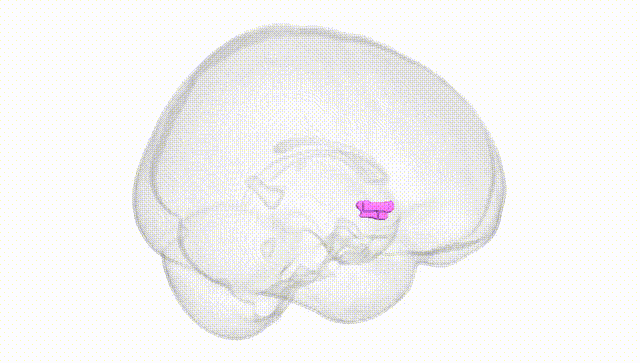 Full Brain White
