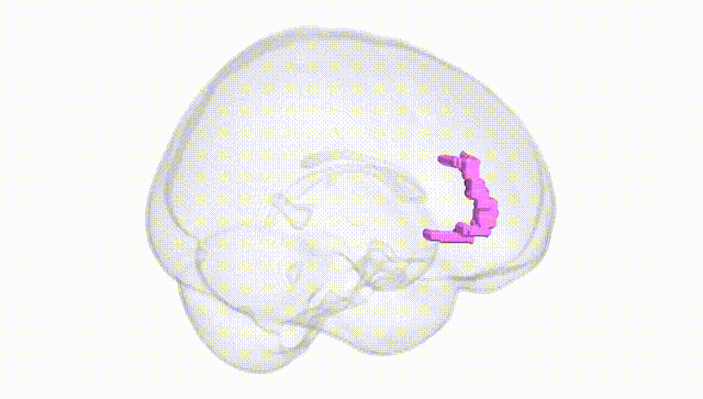 Full Brain White