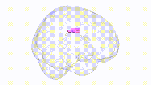 Full Brain White