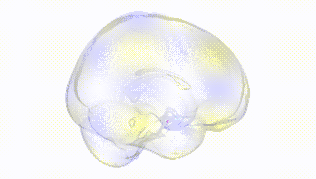 Full Brain White