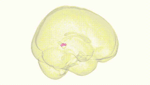 Full Brain White