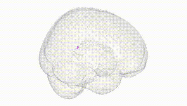 Full Brain White