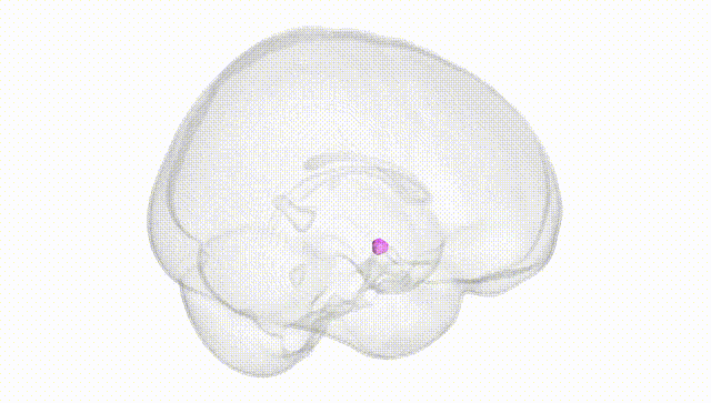 Full Brain White
