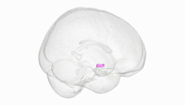 Full Brain White