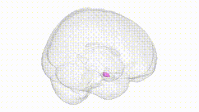 Full Brain White