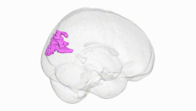 Full Brain White