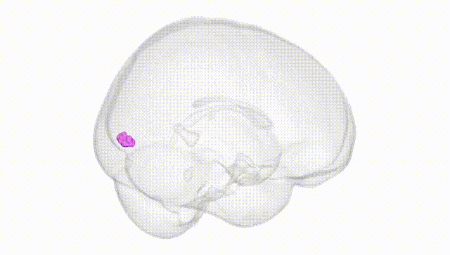 Full Brain White