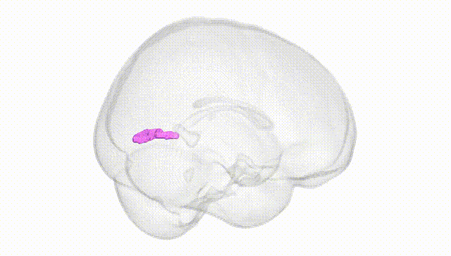 Full Brain White