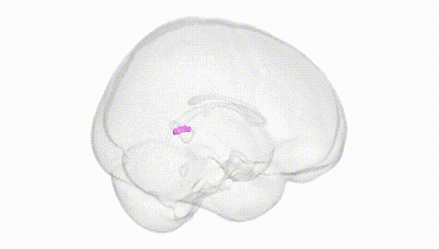 Full Brain White