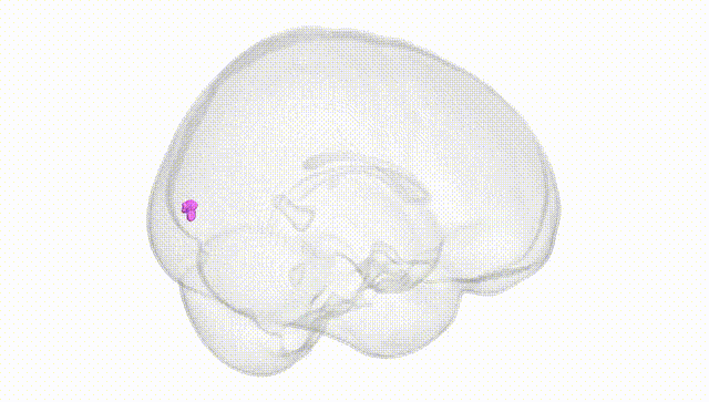 Full Brain White
