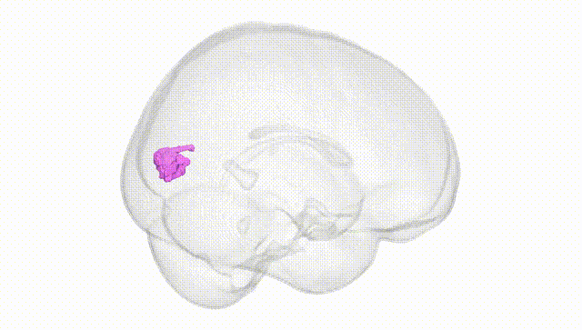 Full Brain White