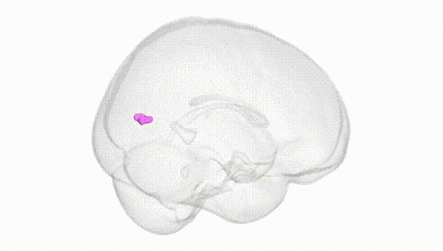 Full Brain White