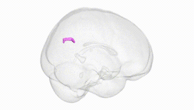 Full Brain White