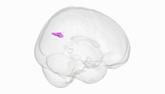 Full Brain White