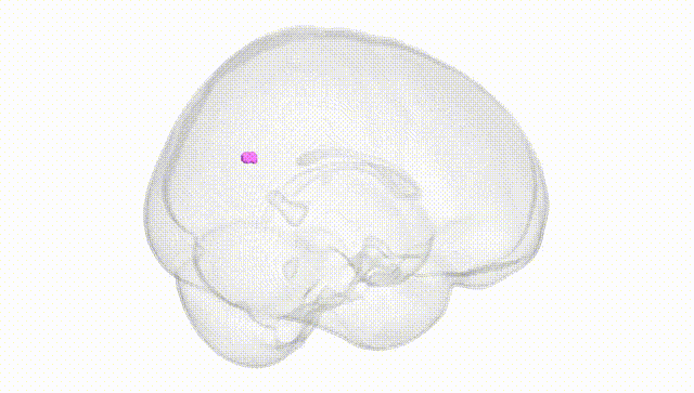 Full Brain White