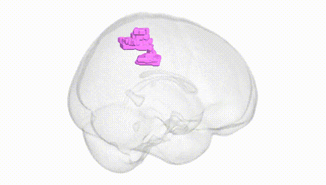 Full Brain White