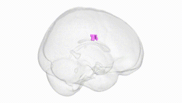 Full Brain White