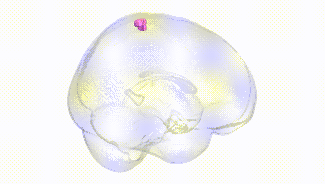 Full Brain White