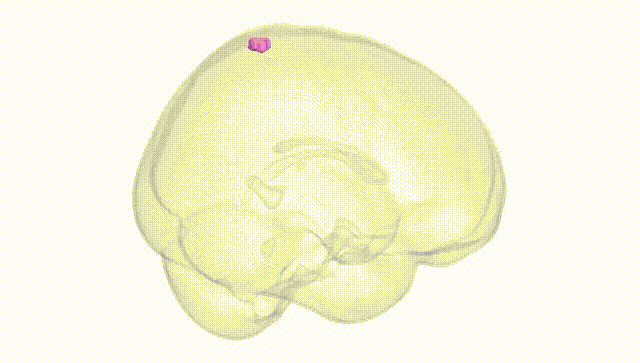 Full Brain White