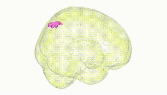 Full Brain White