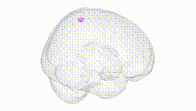 Full Brain White