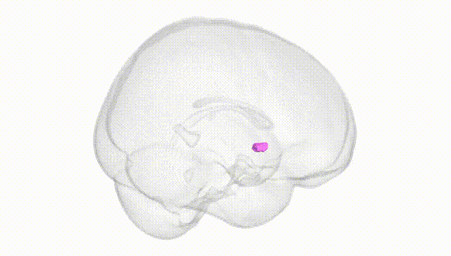 Full Brain White