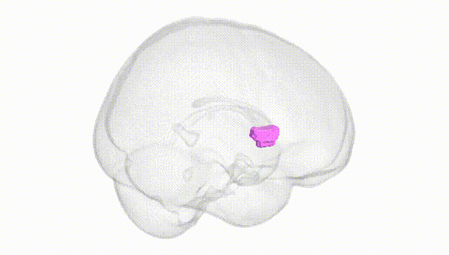 Full Brain White