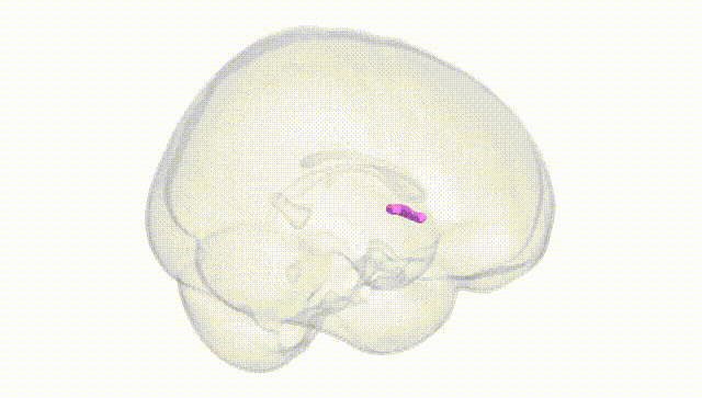 Full Brain White
