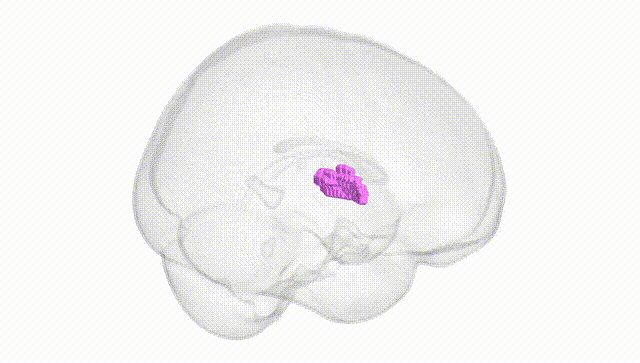Full Brain White