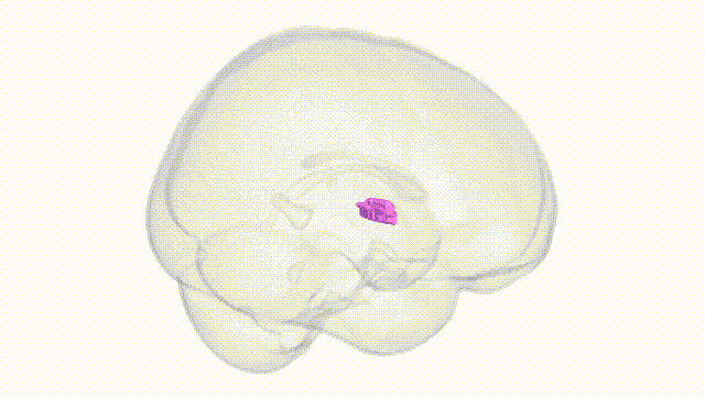 Full Brain White