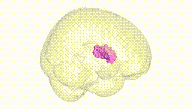 Full Brain White