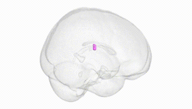 Full Brain White