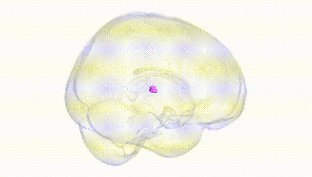 Full Brain White